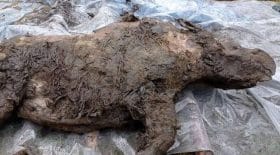 un-jeune-rhinoceros-laineux-de-20-000-ans-decouvert-siberie