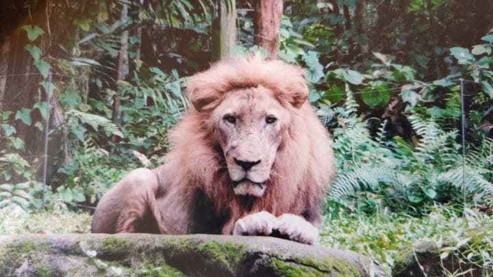 lion mâle meurt en donnant son sperme par électro-éjaculation