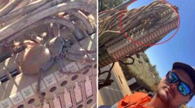 une araignée enceinte énorme