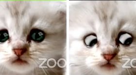 avocat-filtre-chat