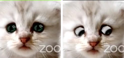 avocat-filtre-chat