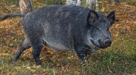 chasseurs-sanglier-maladie-parasite-virus