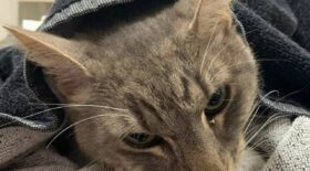 chat