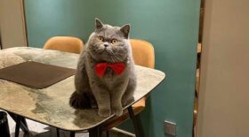 chat pleure entend voix maitresse