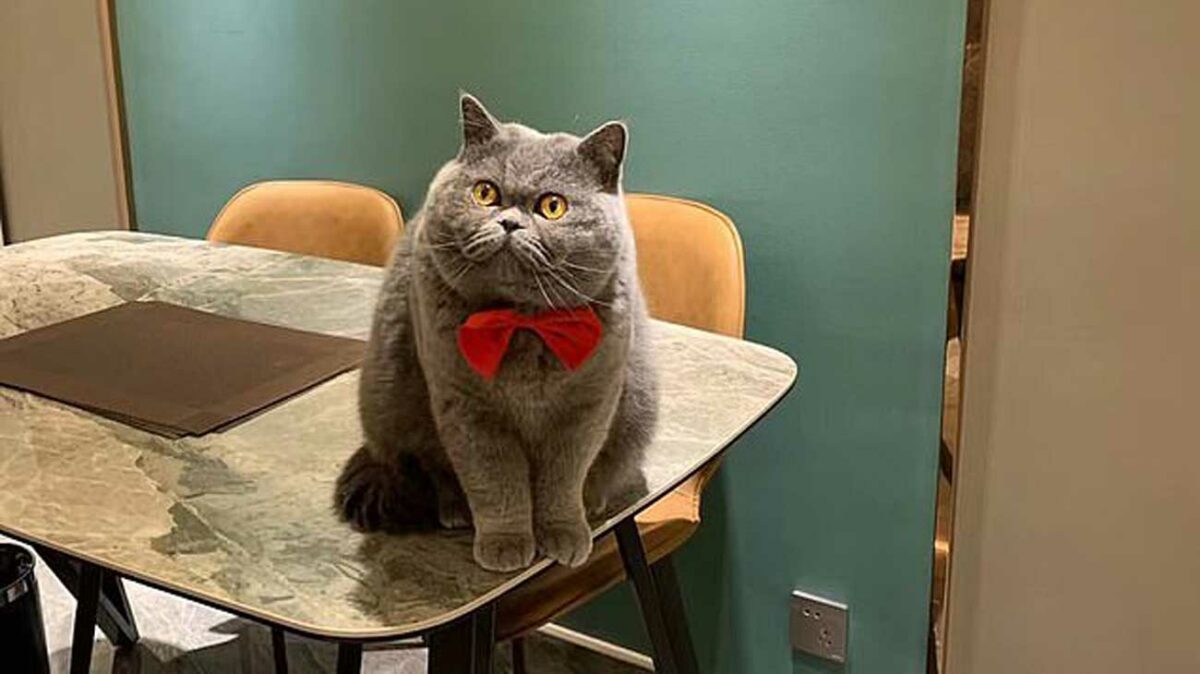 Un Chat Seul A La Maison Pleure En Entend La Voix De Sa Maitresse