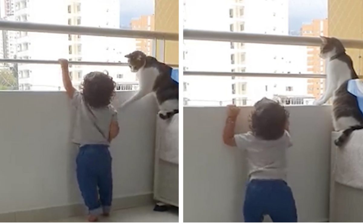 Ce Bebe A Voulu Grimper Sur Le Balcon Ce Chat A Evite Le Pire Video Ce Bebe A Voulu Grimper Sur Le Balcon Ce Chat A Evite Le Pire Video