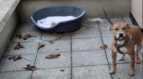 Un chian attaché et abandonné sur le balcon
