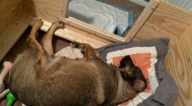 chienne enceinte accouche voiture