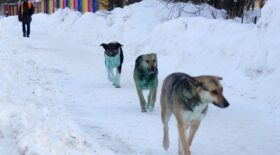 chiens verts russie