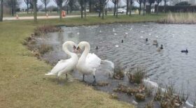 Les magnifiques retrouvailles de ce couple de cygnes !