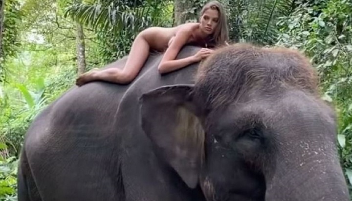 elle-pose-nue-sur-un-elephant-et-provoque-un-tolle-sur-toile