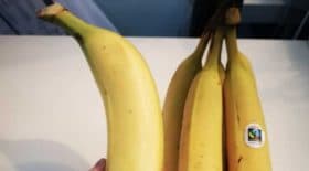 une banane géante comme son avant-bras
