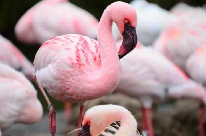 flamants roses grèce chasse plomb