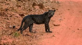 leopard-noir-photo-génétique-albinos