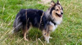 chien-Laser