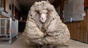 mouton laine 35kg