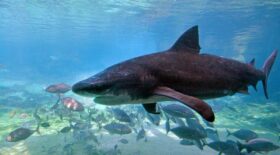 requin mort nouvelle calédonie