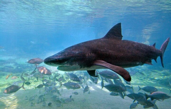 requin mort nouvelle calédonie