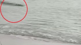 requins crocodile