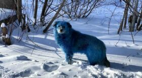 Russie : des chiens bleus dans les rues
