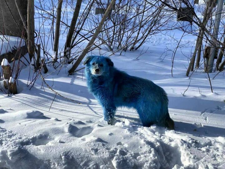 Russie : des chiens bleus dans les rues