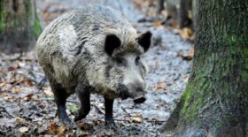 sanglier