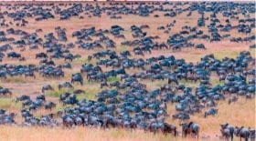 saurez-vous-trouves-le-zebre-sur-cette-photo