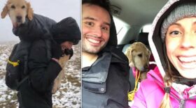 sauvetage chien