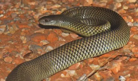serpent