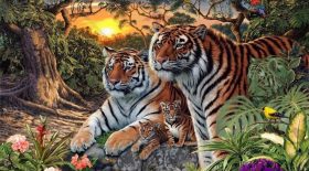 enigme tigres