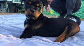 un-chien-ne-sans-pattes-va-pour-la-premiere-fois-tester-protheses