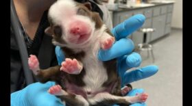 un-chiot-a-6-pattes-parvient-survivre