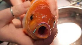 un-poisson-rouge-subi-une-intervention-chirurgicale-machoire-et-reussie-a-survivre