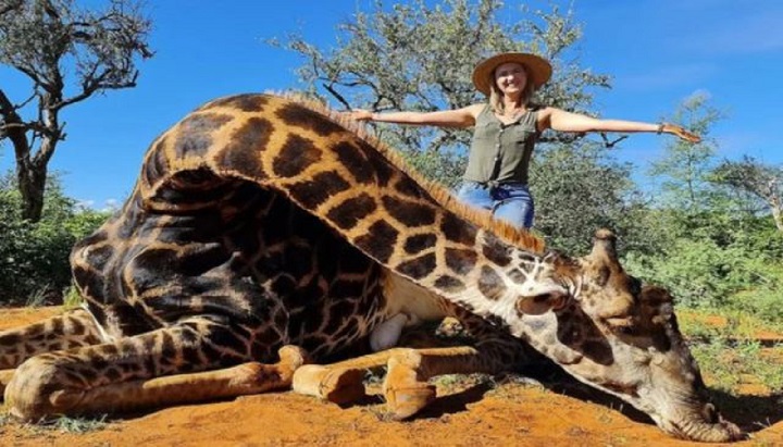 une-chasseuse-abat-une-girafe-et-pose-avec-son-coeur-pour-saint-valentin