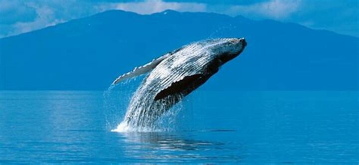 baleine