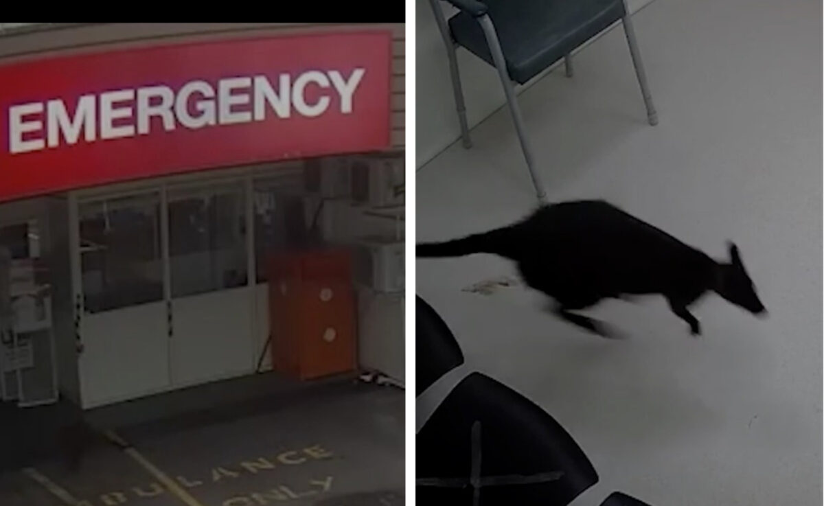 Un wallaby rend visite aux urgentistes dans un hôpital ! (Vidéo)