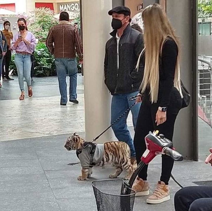 Promenade tigre 