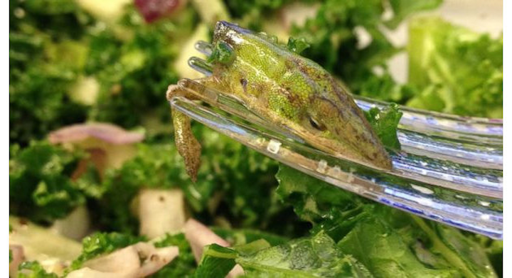 lézard salade