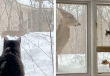 amitié-chat-cerf