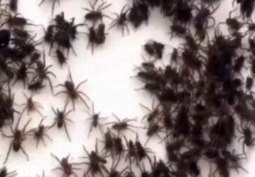 araignées