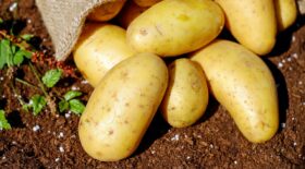 Astuce : éplucher pomme de terre