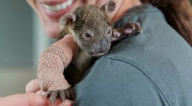 bébé koala orphelin fracture du bras bandage