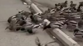 canard