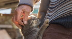 chatte