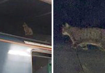 chat