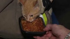 chat coincé dans un arbre mange spaghettis