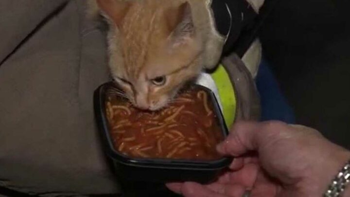 chat coincé dans un arbre mange spaghettis