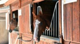 cheval