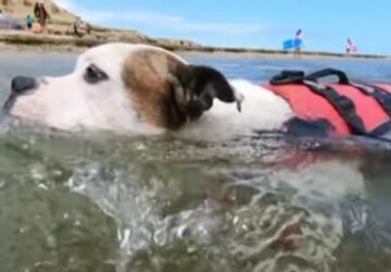 chien sauve un enfant de la noyade