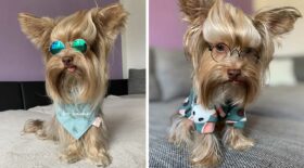 chien yorkshire mignon longue meche coiffure